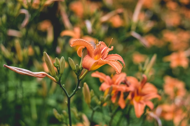 Close-up van daglilies die buiten bloeien
