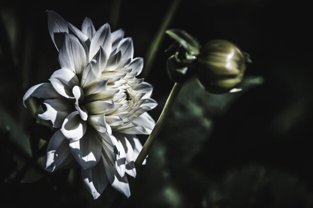 Foto close-up van dahlia bloem en knop die buiten groeien