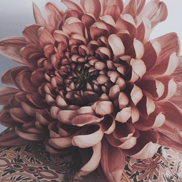Close-up van dahlia
