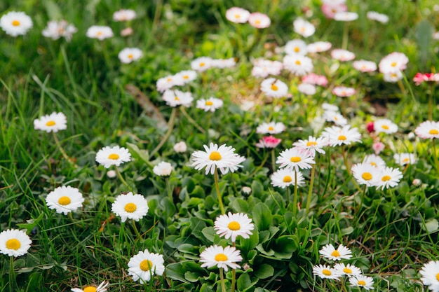 Close-up van daisy in de tuin. Bellis perennis