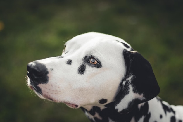 Close-up van dalmatiërs in de open lucht