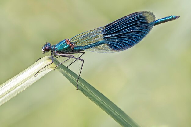 Foto close-up van damselfly op blad