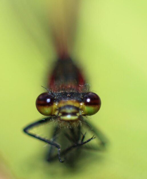 Foto close-up van damselfly op blad