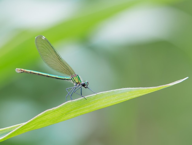 Close-up van damselfly op blad