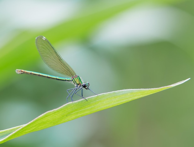 Foto close-up van damselfly op blad