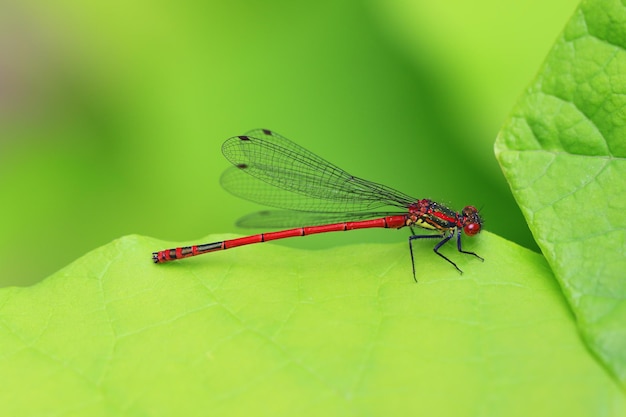 Foto close-up van damselfly op blad