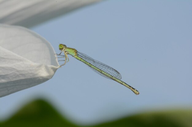 Foto close-up van damselfly op blad