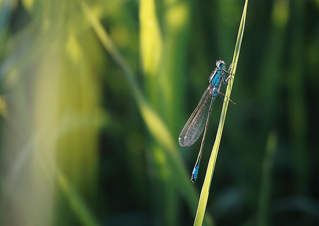 Close-up van damselfly op de plant