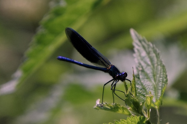 Foto close-up van damselfly op de plant