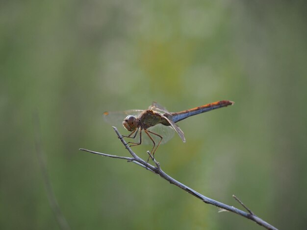 Close-up van damselfly op de plant