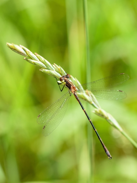 Close-up van damselfly op de plant