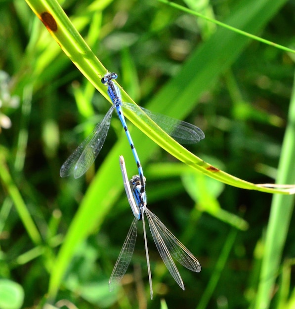 Foto close-up van damselfly op het gras