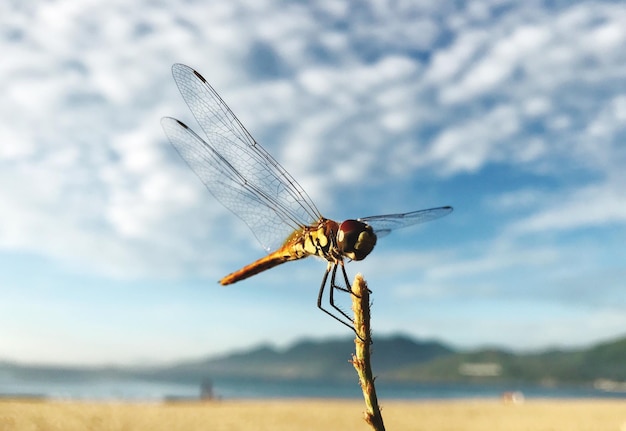 Close-up van damselfly op stengel tegen de lucht