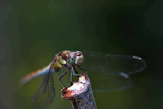 Foto close-up van damselfly op stok