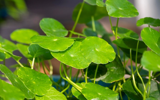 Close up van Daun Pegagan, Centella asiatica bladeren, in ondiepe focus