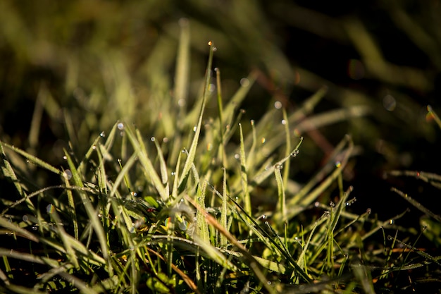 Close-up van dauw op het gras in de ochtend