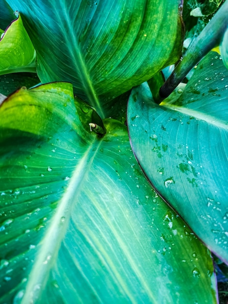 Close-up van dauwdruppels liggen op plantenbladeren na regen. macro. zachte focus artistieke vervaging