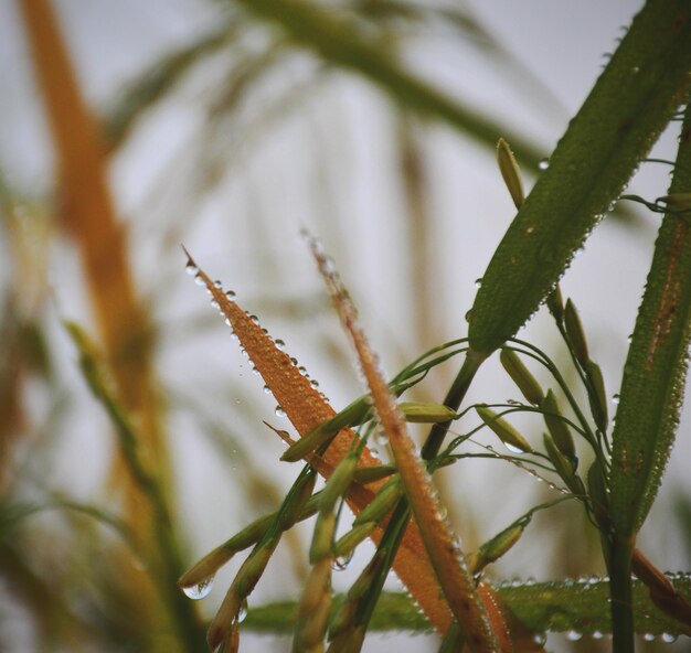 Foto close-up van dauwdruppels op het gewas