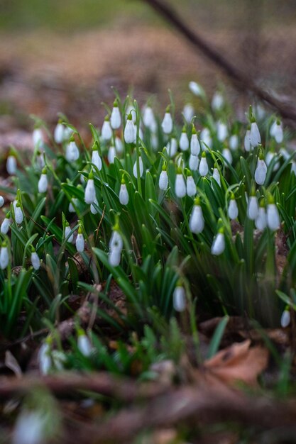 Close-up van dauwdruppels op het gras