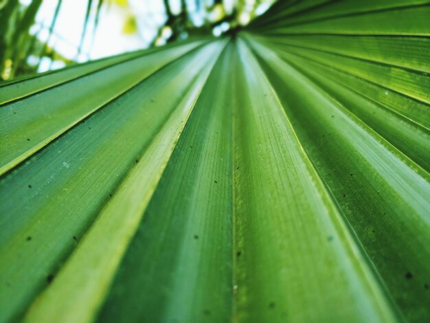 Foto close-up van dauwdruppels op palmbladeren