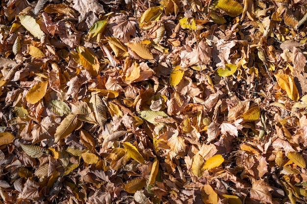 Close-up van de achtergrond van herfstbladeren. Gele herfstbladeren achtergrond