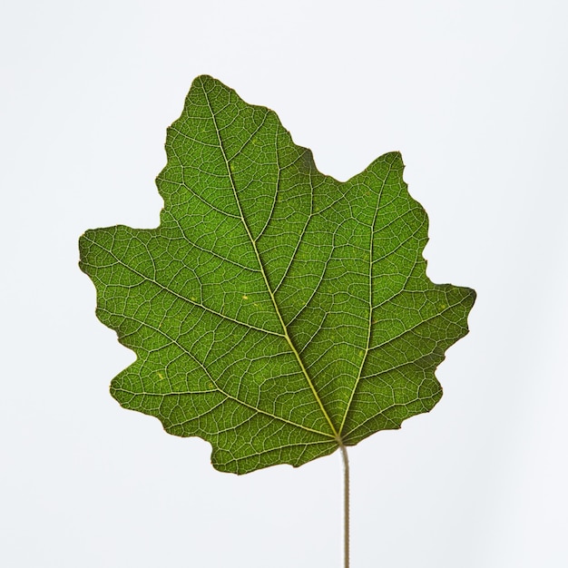 Close-up van de achterkant van een groen blad met een aderpatroon gepresenteerd op een grijze achtergrond met kopieerruimte. Natuurlijke achtergrond. Bovenaanzicht