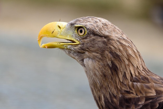 Foto close-up van de adelaar