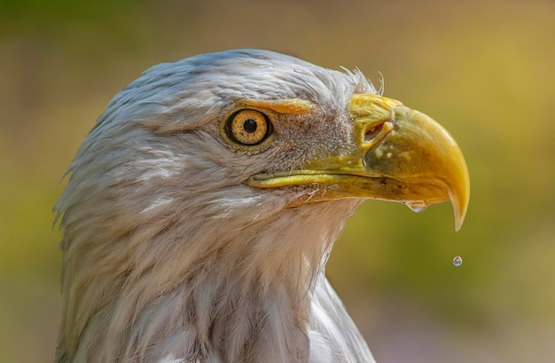 Close-up van de adelaar