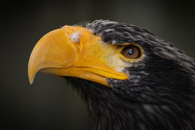 Close-up van de adelaar