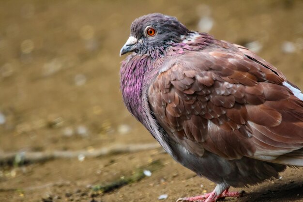 Foto close-up van de adelaar