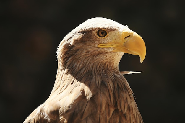 Close-up van de adelaar