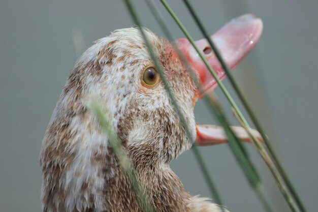 Foto close-up van de adelaar