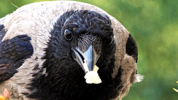 Foto close-up van de adelaar