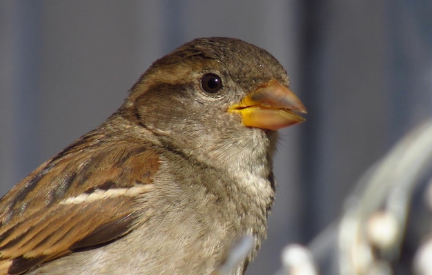 Foto close-up van de adelaar