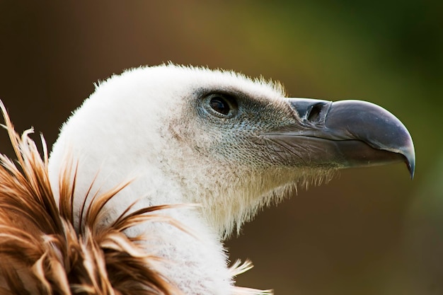 Close-up van de adelaar