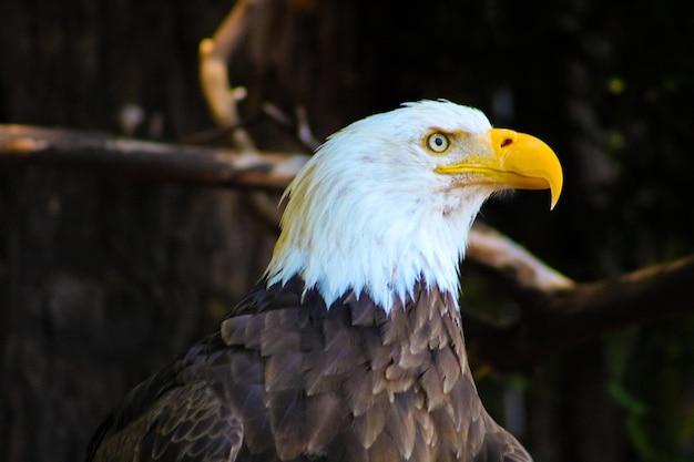 Foto close-up van de adelaar