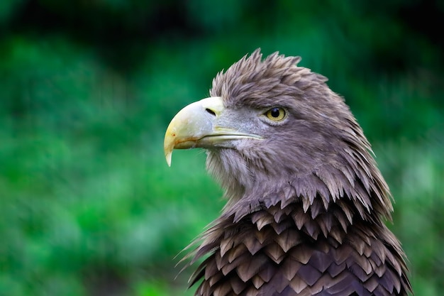 Close-up van de adelaar