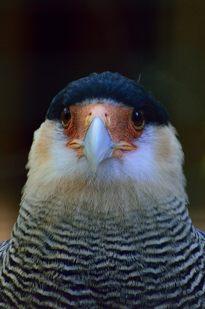 Foto close-up van de adelaar
