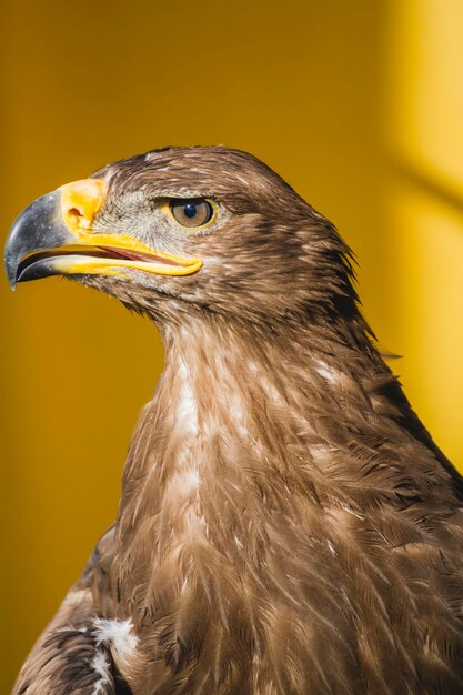 Foto close-up van de adelaar