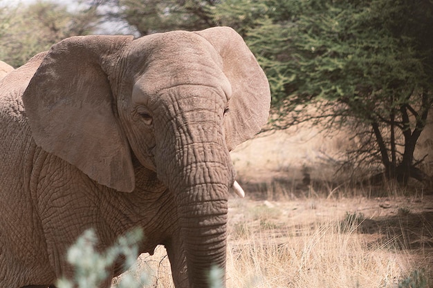 Close-up van de Afrikaanse Bush-olifant in het grasland op een zonnige dag