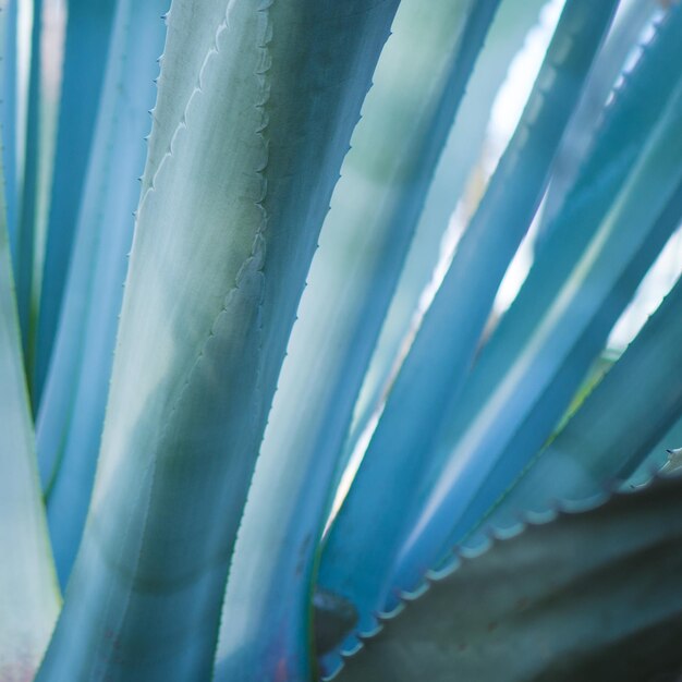 Close-up van de aloe vera-plant