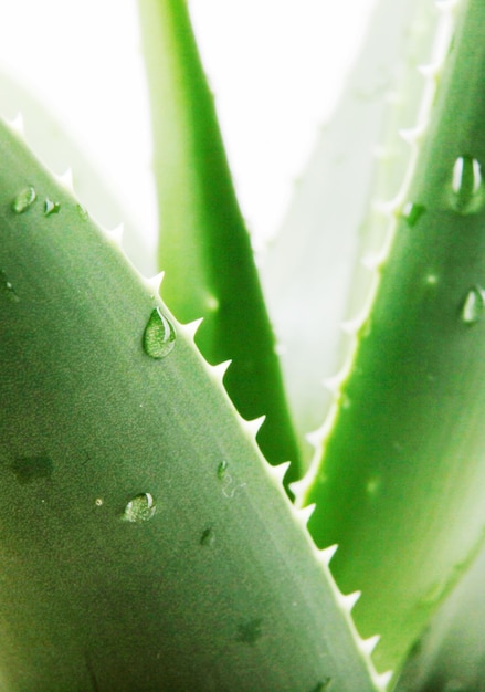 Foto close-up van de aloo vera-plant