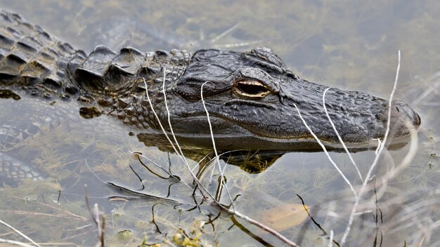 Foto close-up van de amerikaanse alligator