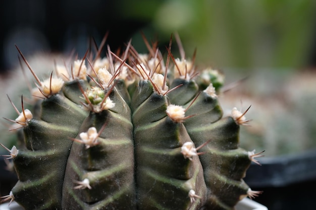 Close-up van de ananas