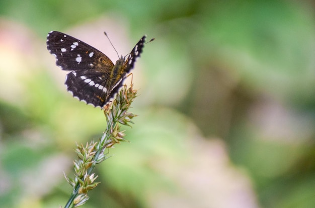 Foto close-up van de anthanassa texana vlinder texas crescendo