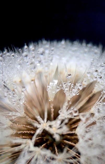 Foto close-up van de bevroren plant
