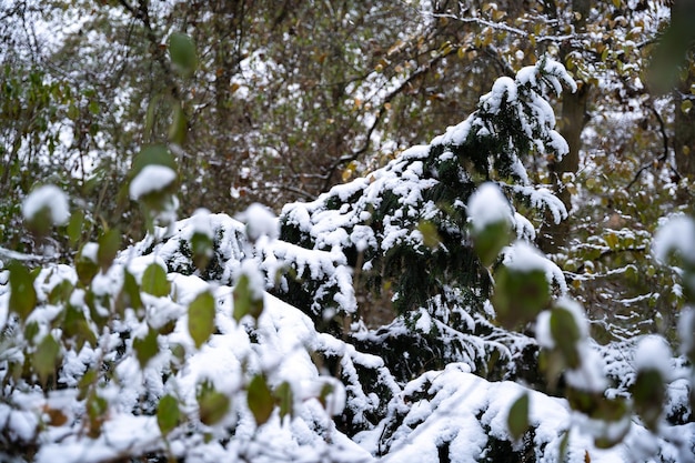 Close-up van de bladeren en takken van een struik met een laagje sneeuw