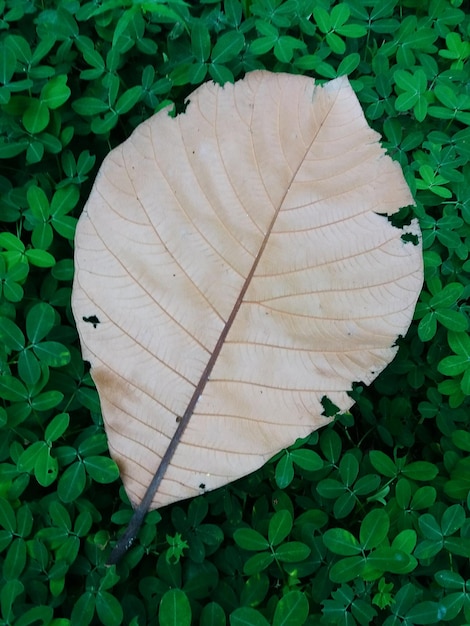 Foto close-up van de bladeren op de plant in de herfst