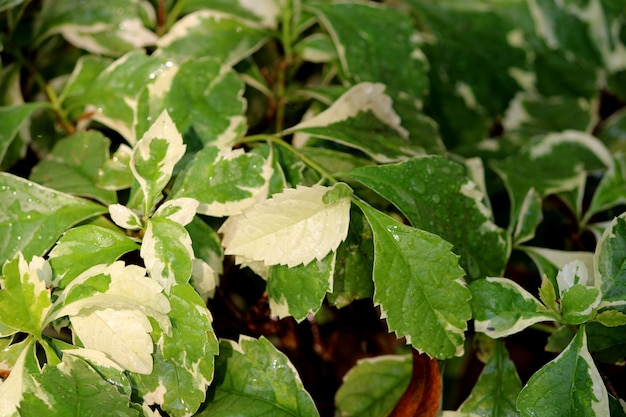 Close-up van de bladeren van de wilde plant