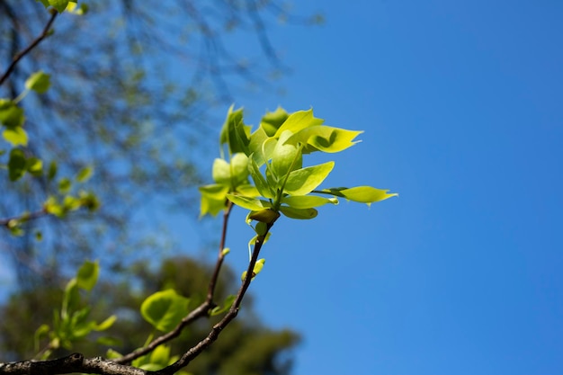 Close-up van de bladeren van liriodendron tulipifera bekend als de tulpenboom Amerikaanse tulpenboom tulip...